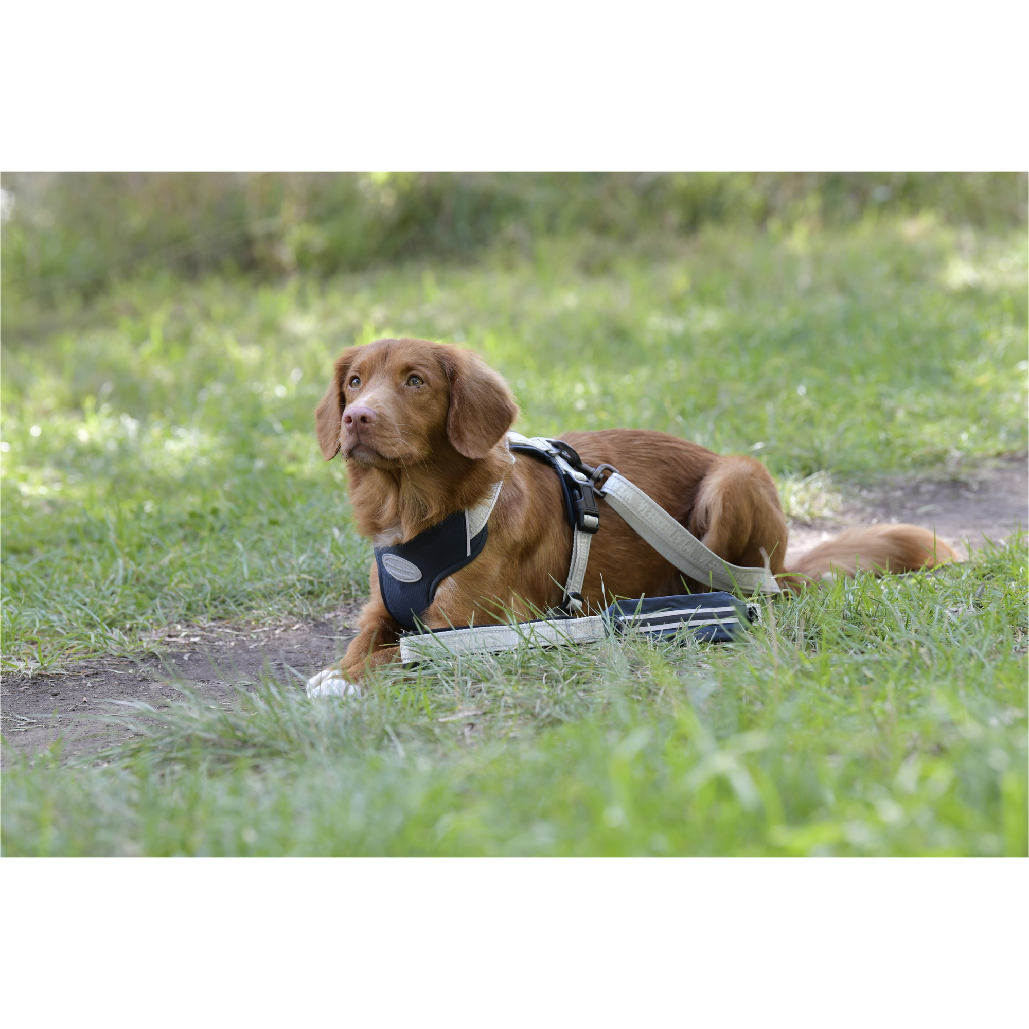 Weatherbeeta Explorer Hundeleine 101819900 - Navy